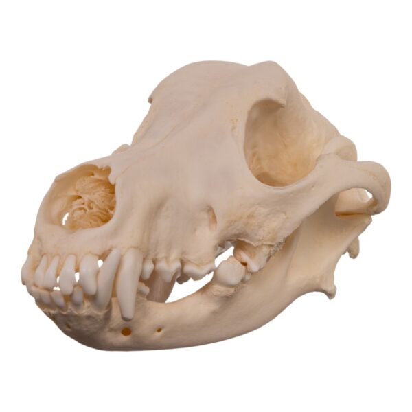 Real Domestic Dog – Weimaraner Skull