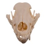 Real Domestic Dog – Weimaraner Skull
