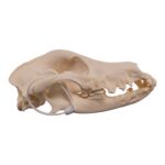 Real Domestic Dog – Weimaraner Skull