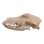 Real Domestic Dog – Weimaraner Skull