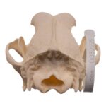 Real Domestic Dog – Weimaraner Skull