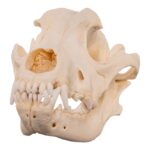 Real Domestic Dog – Rottweiler Skull