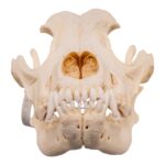 Real Domestic Dog – Rottweiler Skull
