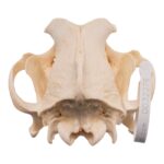 Real Domestic Dog – Rottweiler Skull