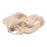 Real Domestic Dog – Rottweiler Skull