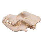 Real Domestic Dog – Rottweiler Skull