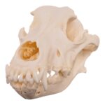 Real Domestic Dog Skull – Pathology – 328 g