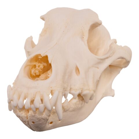 Real Domestic Dog Skull - Pathology - 328 g