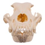 Real Domestic Dog Skull – Pathology – 328 g