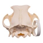 Real Domestic Dog Skull – Pathology – 328 g