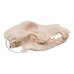 Real Domestic Dog Skull – Pathology – 328 g