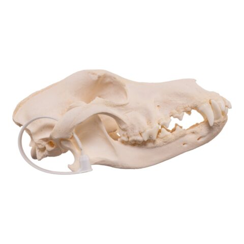 Real Domestic Dog Skull - Pathology - 328 g