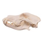Real Domestic Dog Skull – Pathology – 328 g
