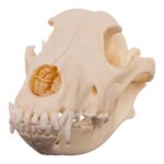 Real Domestic Dog – Husky Skull