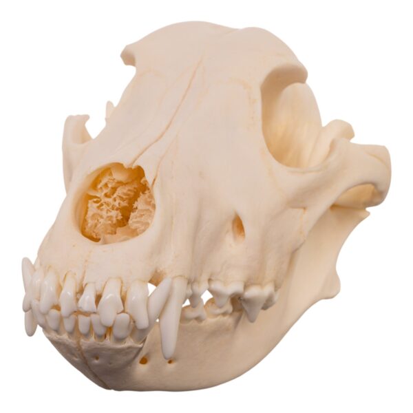Real Domestic Dog – Husky Skull