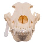 Real Domestic Dog – Husky Skull