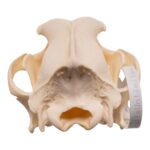 Real Domestic Dog – Husky Skull