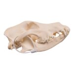 Real Domestic Dog – Husky Skull