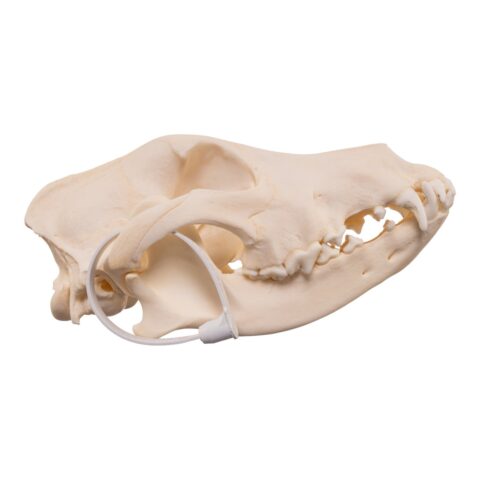 Real Domestic Dog - Husky Skull