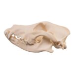Real Domestic Dog – Husky Skull