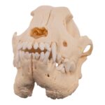 Real Domestic Dog Skull – Pathology – 196 g