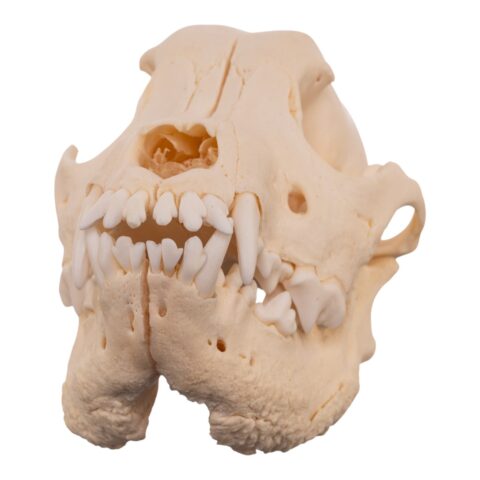 Real Domestic Dog Skull - Pathology - 196 g