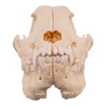 Real Domestic Dog Skull – Pathology – 196 g