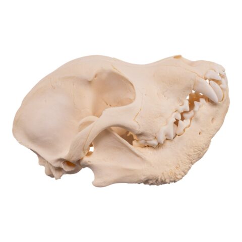 Real Domestic Dog Skull - Pathology - 196 g