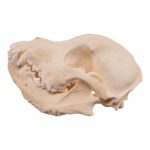 Real Domestic Dog Skull – Pathology – 196 g