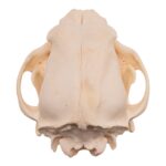 Real Domestic Dog Skull – Pathology – 196 g