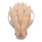 Real Domestic Dog Skull – Pathology – 196 g