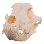 Real Domestic Dog – Dalmatian Skull