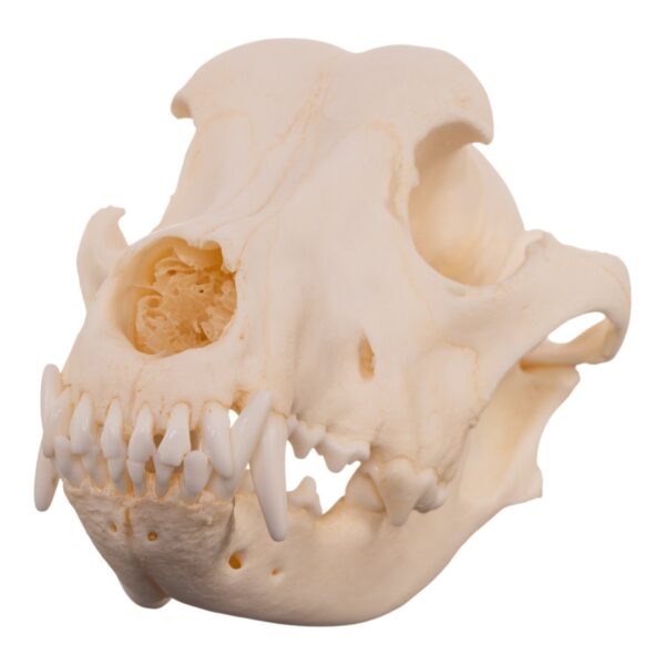 Real Domestic Dog – Dalmatian Skull