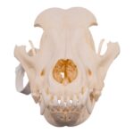Real Domestic Dog – Dalmatian Skull