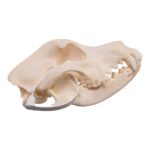 Real Domestic Dog – Dalmatian Skull