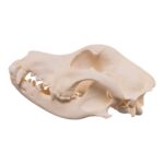 Real Domestic Dog – Dalmatian Skull