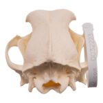 Real Domestic Dog – Dalmatian Skull