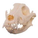 Real Domestic Dog – Shar-Pei Skull