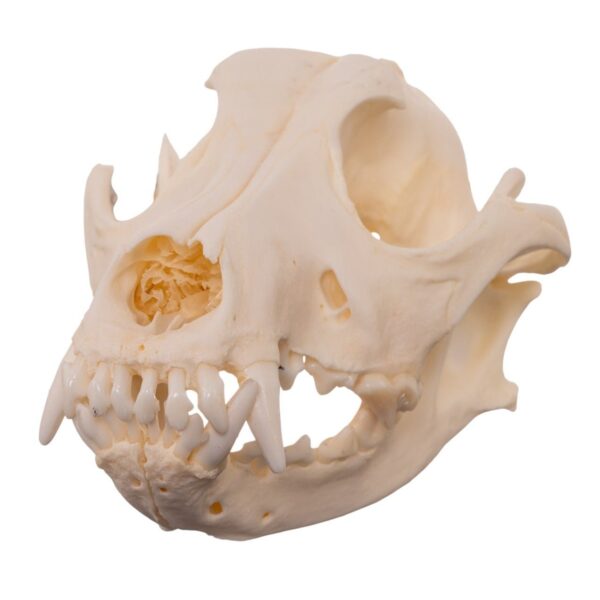 Real Domestic Dog – Shar-Pei Skull