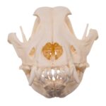 Real Domestic Dog – Shar-Pei Skull