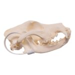 Real Domestic Dog – Shar-Pei Skull