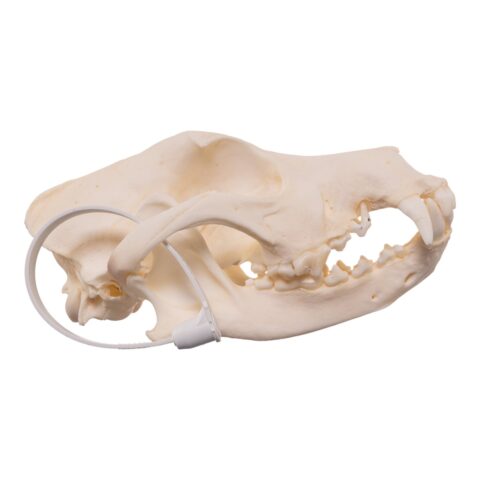 Real Domestic Dog - Shar-Pei Skull