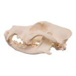 Real Domestic Dog – Shar-Pei Skull