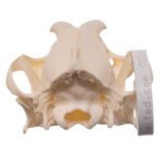 Real Domestic Dog – Shar-Pei Skull