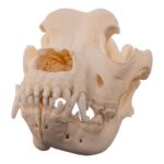 Real Domestic Dog – Saint Bernard Skull