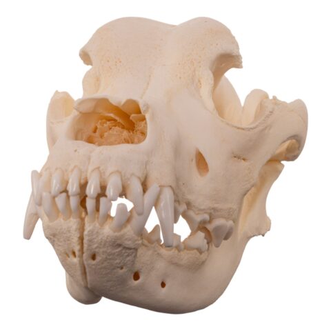 Real Domestic Dog - Saint Bernard Skull - 570 g