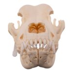Real Domestic Dog – Saint Bernard Skull