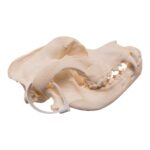 Real Domestic Dog – Saint Bernard Skull