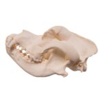 Real Domestic Dog – Saint Bernard Skull