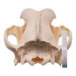 Real Domestic Dog – Saint Bernard Skull